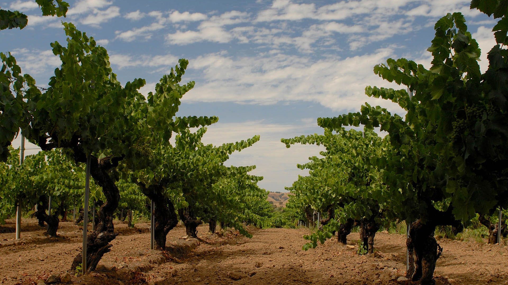 Horsepower Vineyards, Winery in Walla Walla