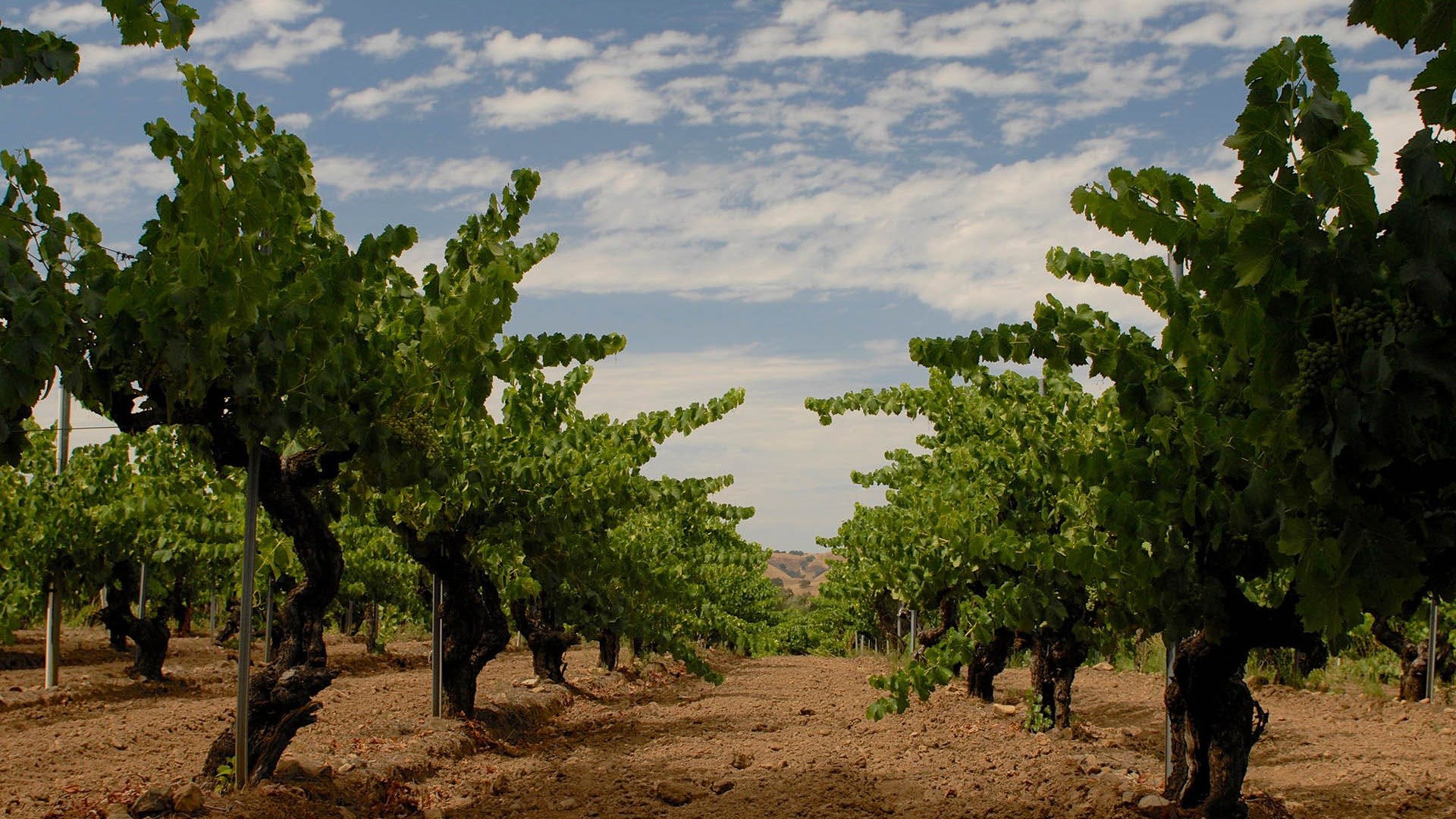 Horsepower Vineyards
