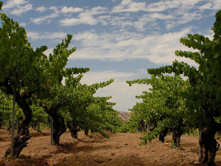 Horsepower Vineyards, Walla Walla, United States