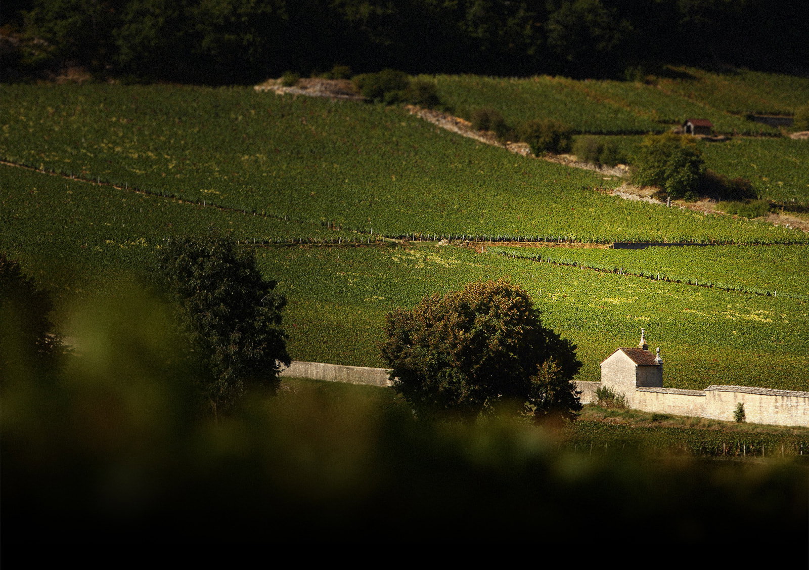 Domaine Armand Rousseau