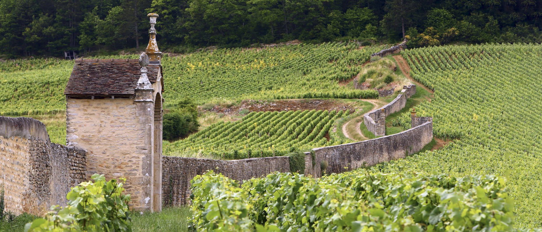 Domaine Armand Rousseau, Winery in Gevrey-Chambertin