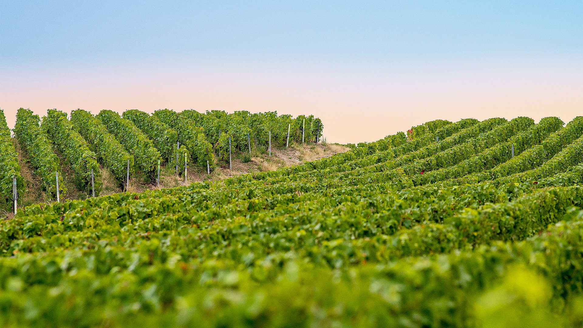 G.H. Mumm, Santa Ynez, United States