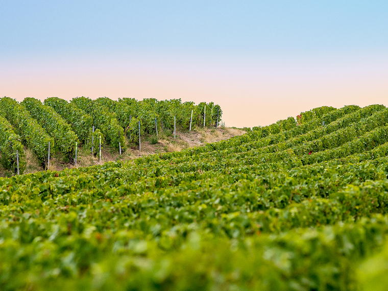G.H. Mumm, Santa Ynez, United States