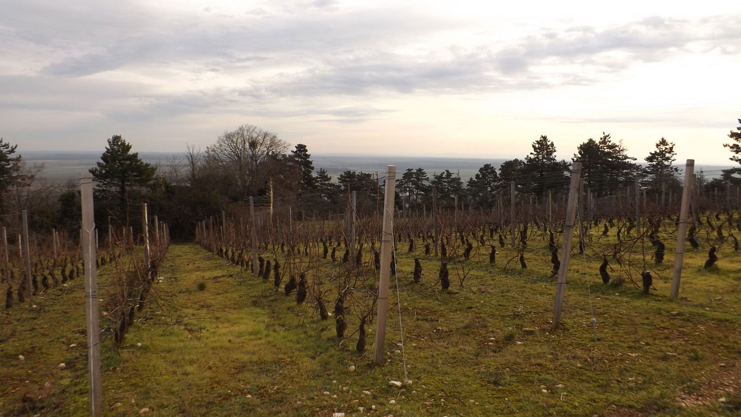 Domaine Dauvissat, Winery in Chablis
