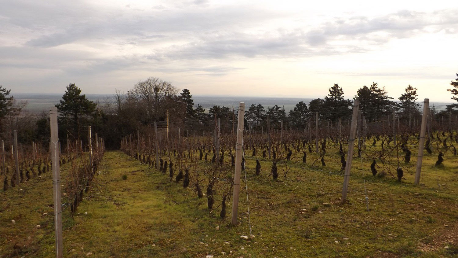 Domaine Dauvissat