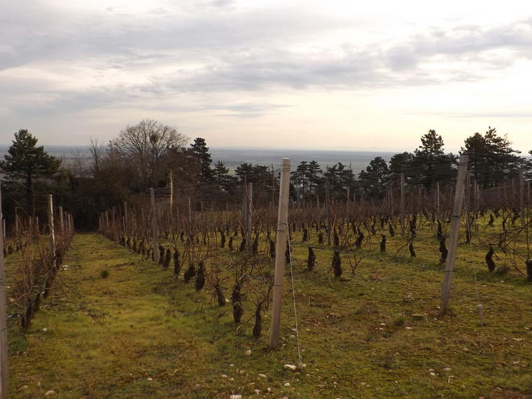 Domaine Dauvissat, Chablis, France