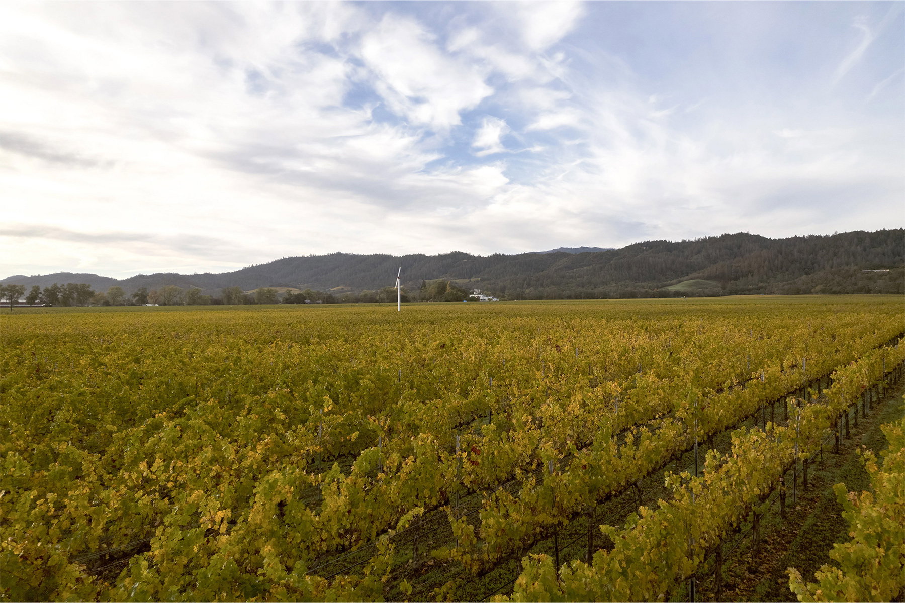Robert Mondavi Winery