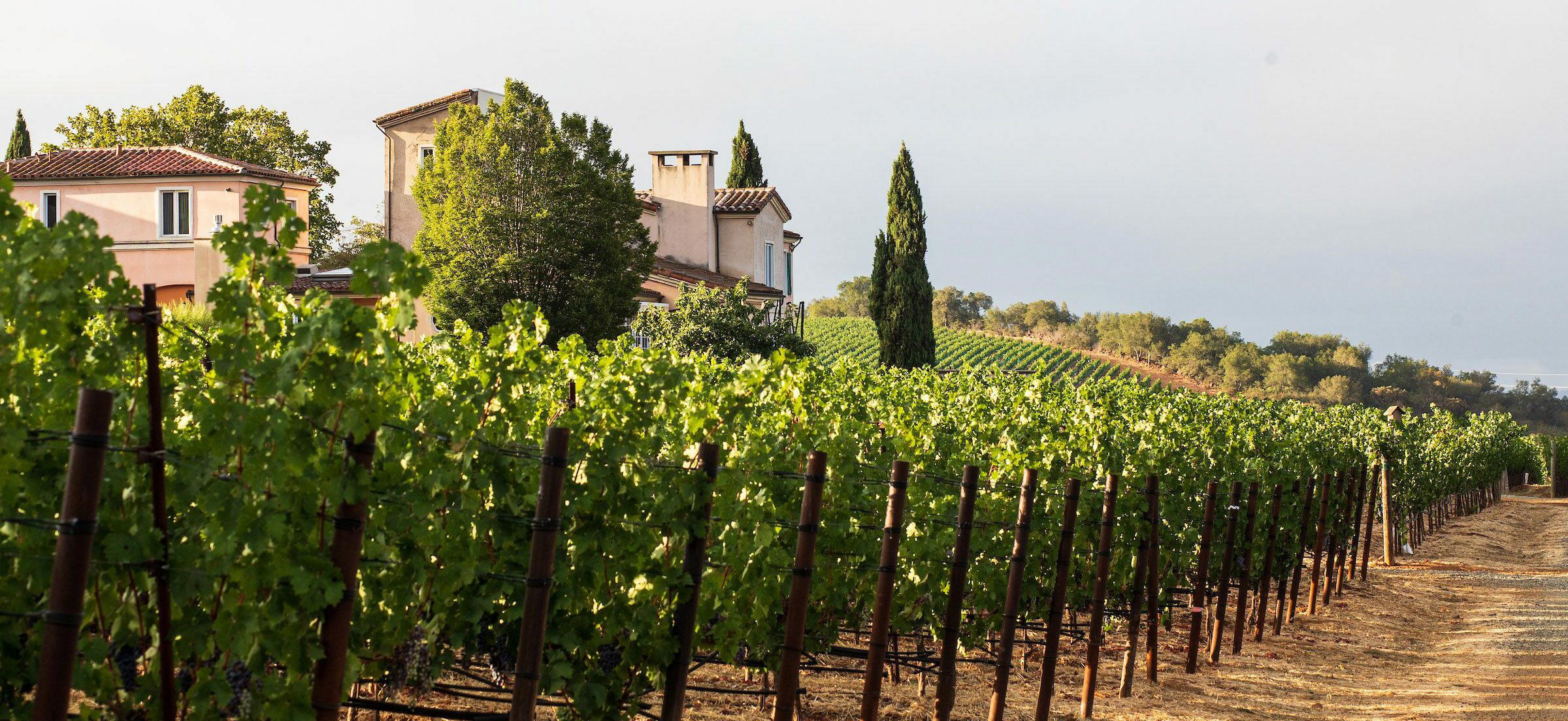 Dalla Valle Vineyards, Napa, United States