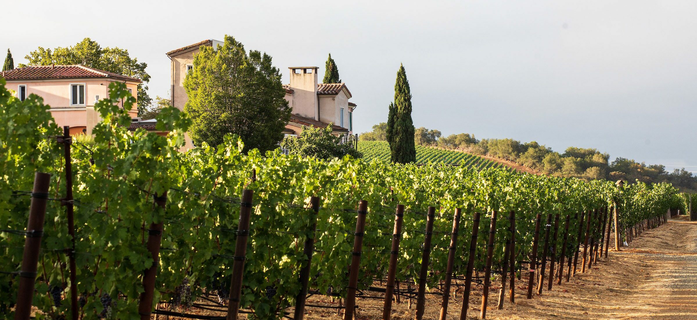 Dalla Valle Vineyards winery in Napa, United States