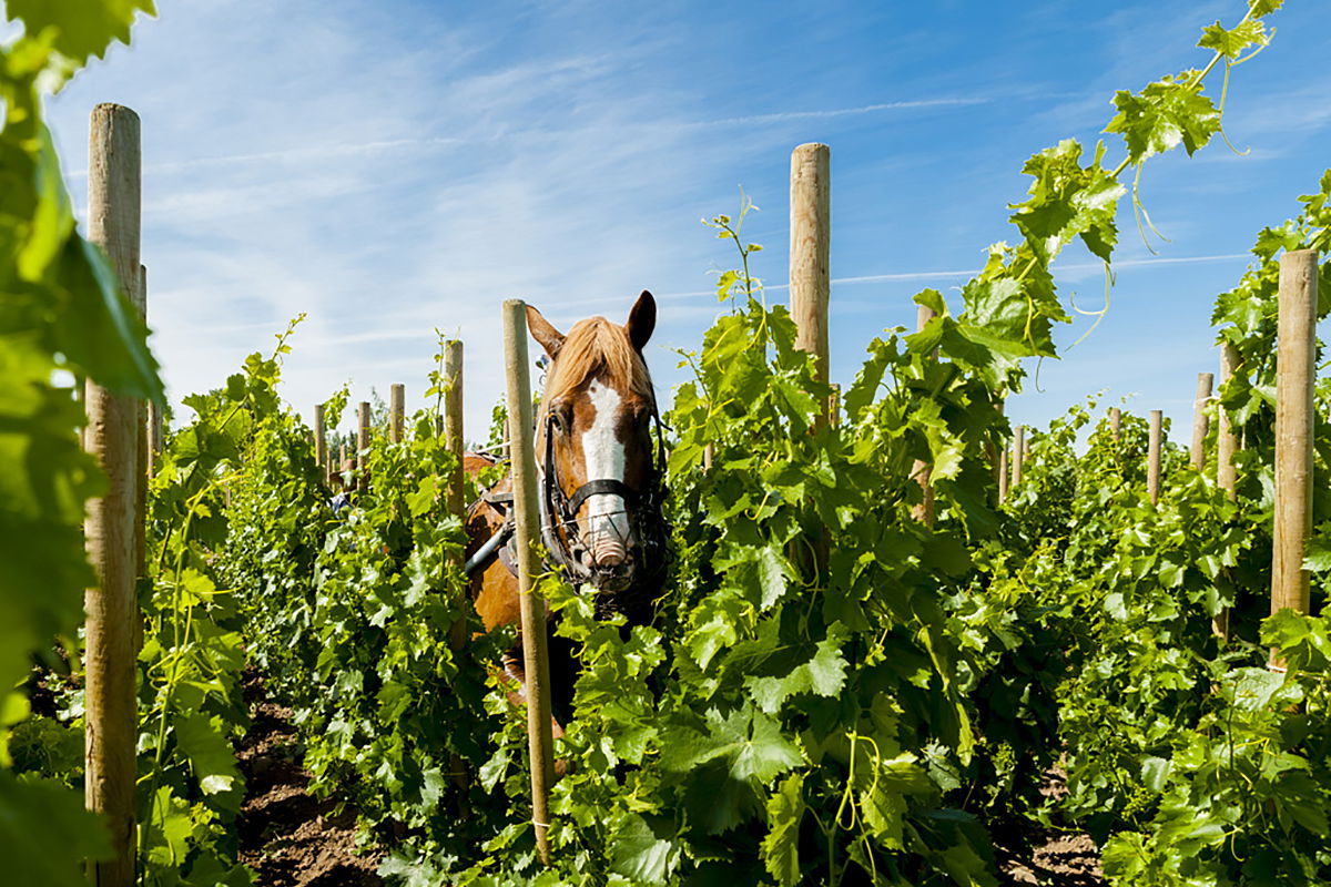 Cayuse Vineryards winery in Walla Walla, United States