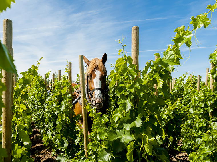 Cayuse Vineryards, Walla Walla, United States