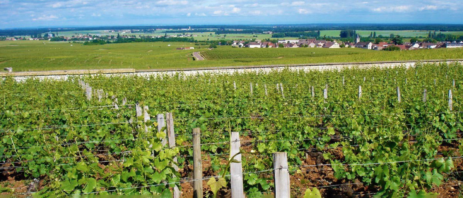 Domaine Méo-Camuzet