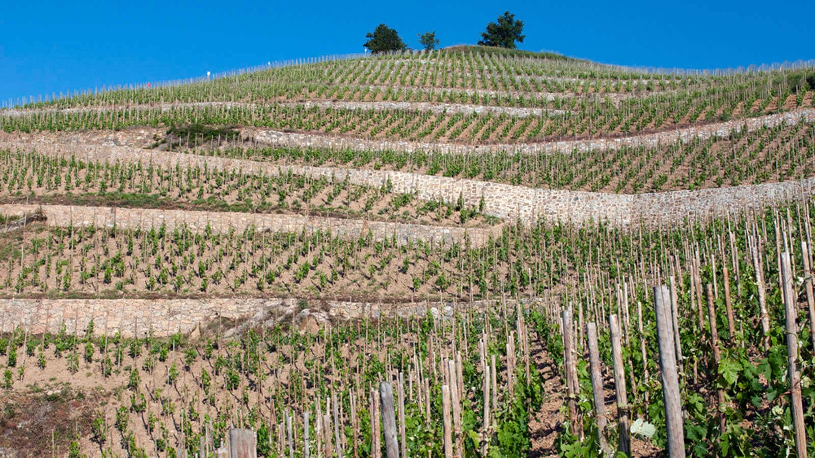 Domaine Jean-Louis Chave
