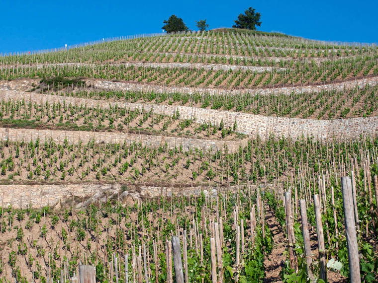Domaine Jean-Louis Chave, Mauves, France