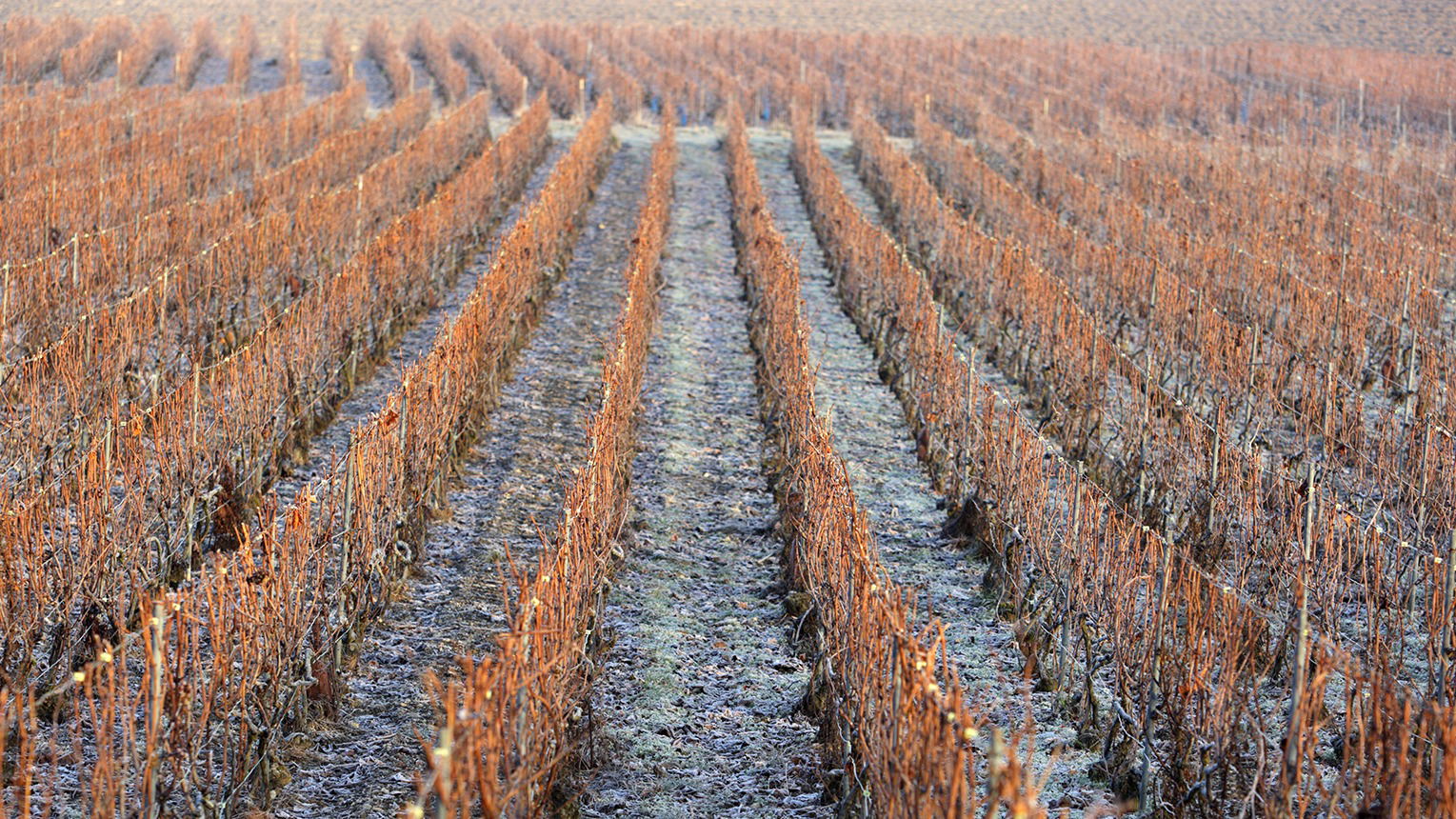 Laherte Frères, Winery in Blancs-Coteaux