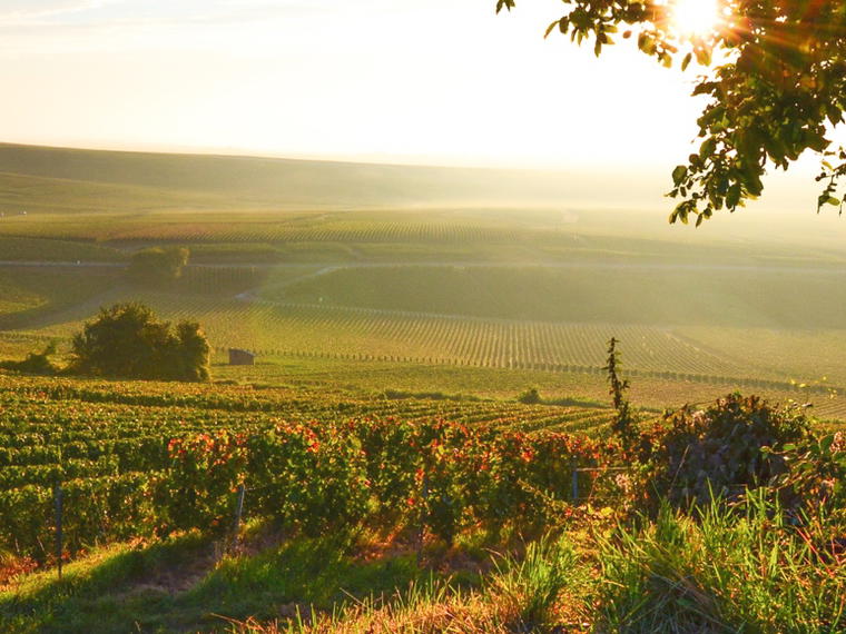 Larmandier-Bernier, Vertus, France