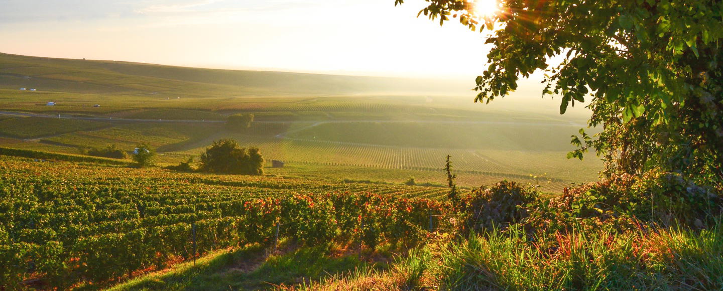Larmandier-Bernier, Paso Robles, United States