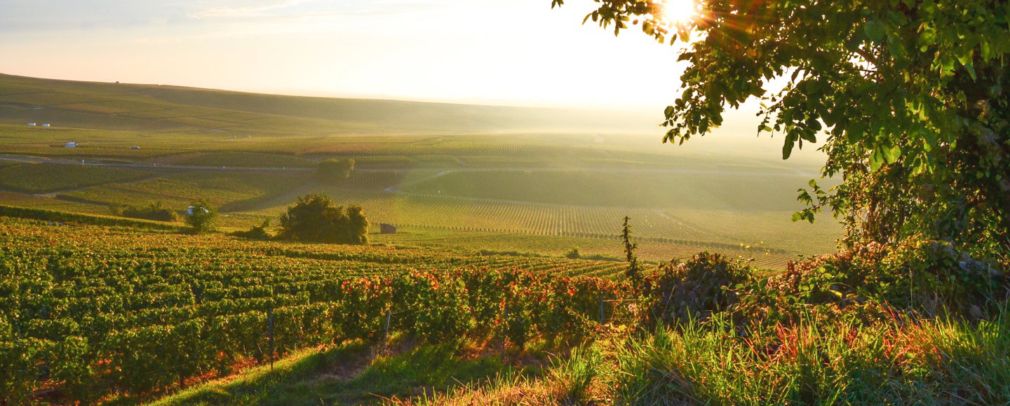 Larmandier-Bernier winery in Paso Robles