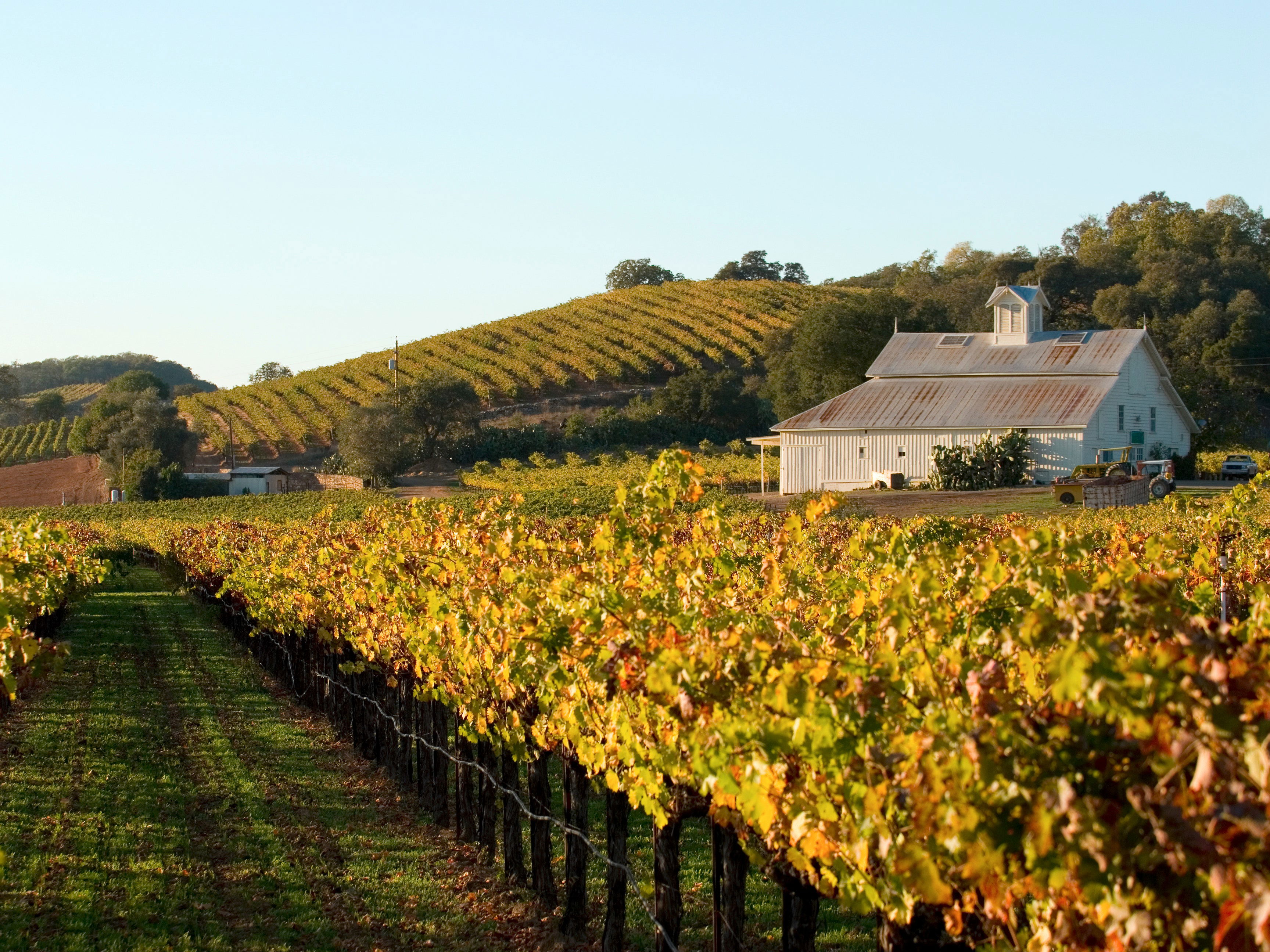 Dunn Vineyards, Winery in Howell Mountain (Angwin area)