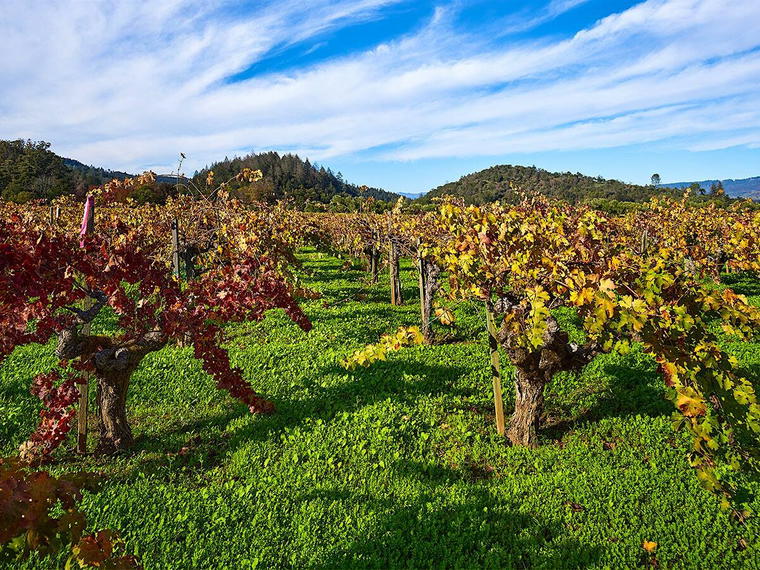 Scarecrow, Napa, United States