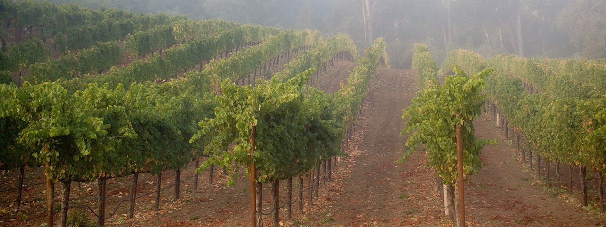 Scarecrow winery in Napa, United States