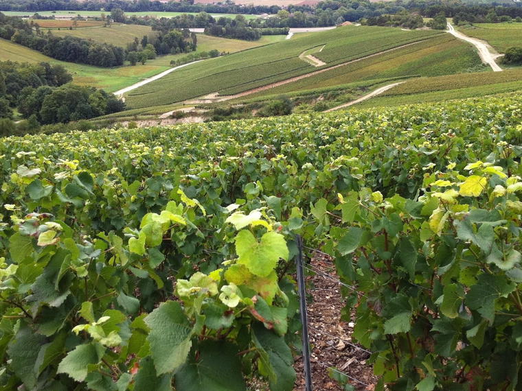 Cedric Bouchard, Celles-sur-Ource, France