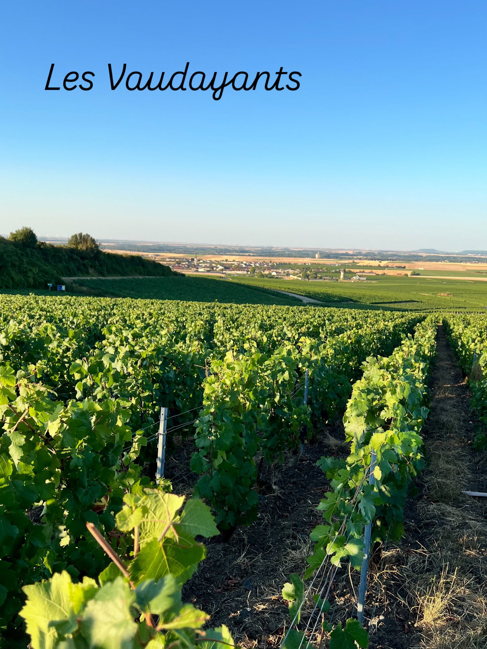 Champagne Georges Remy, Bouzy, France