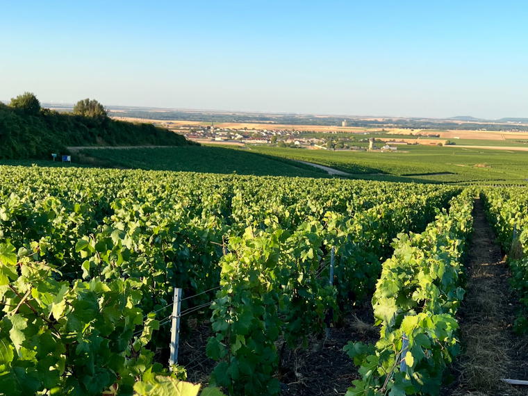 Champagne Georges Remy, Bouzy, France