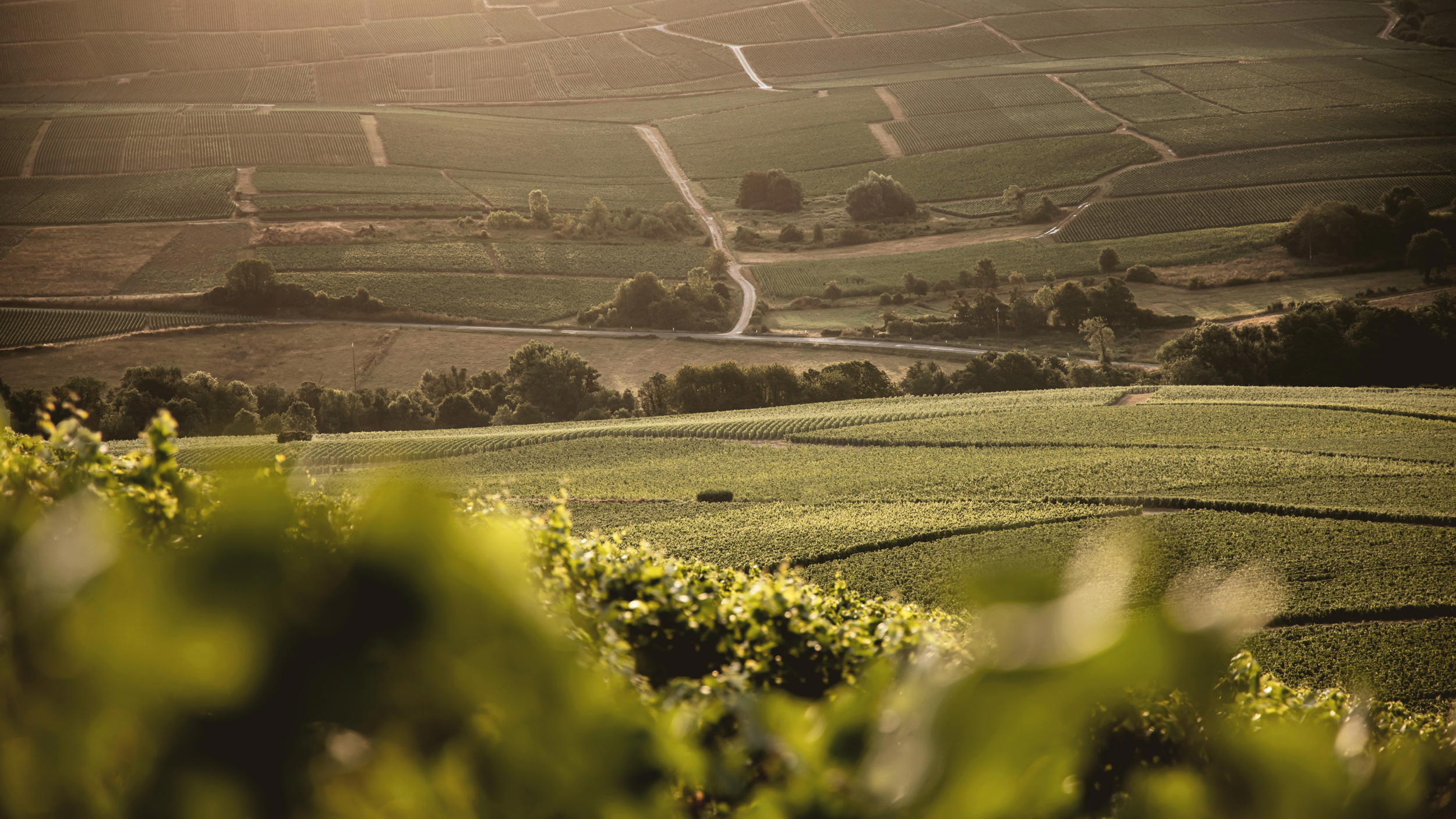 Bérêche et Fils winery in Vaudemange