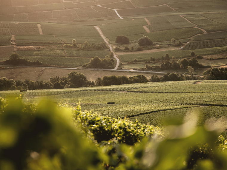 Bérêche et Fils, Ludes, France