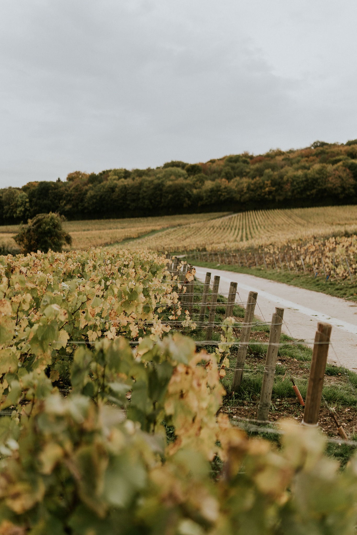 A. Margaine, Winery in Villers-Marmery