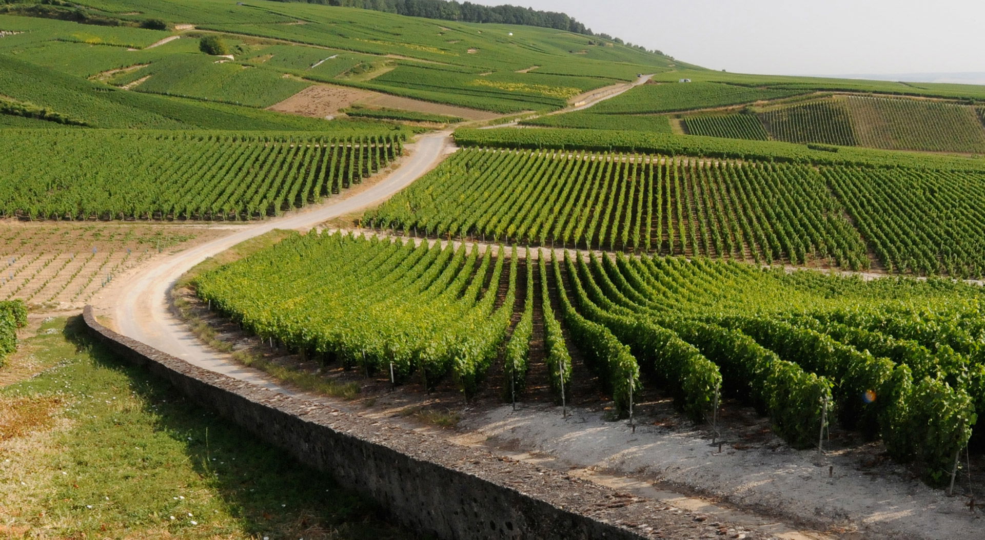 Champagne Doyard, Winery in Vertus
