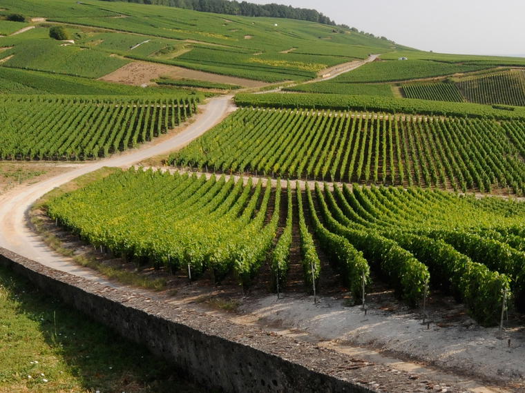 Champagne Doyard, Vertus, France