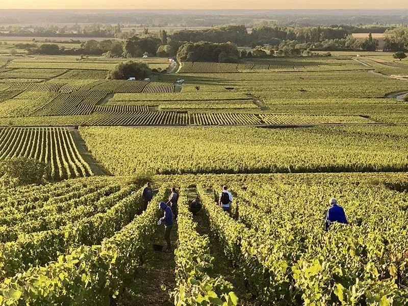 Domaine Marquis d'Angerville Dinner