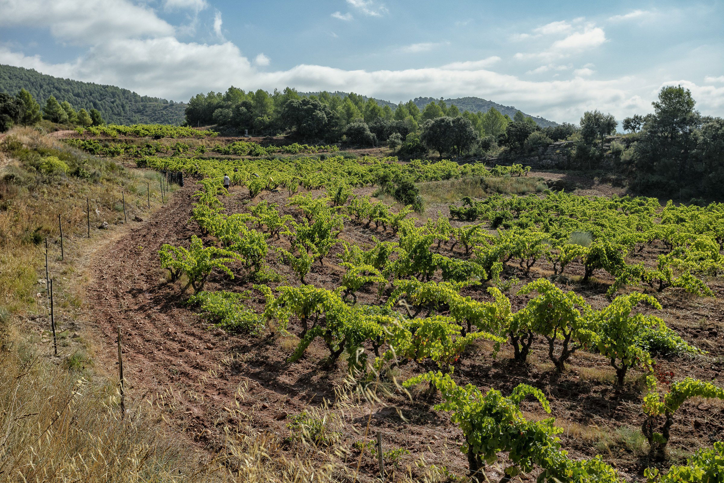 Cult-status Priorat with Terroir al Límit