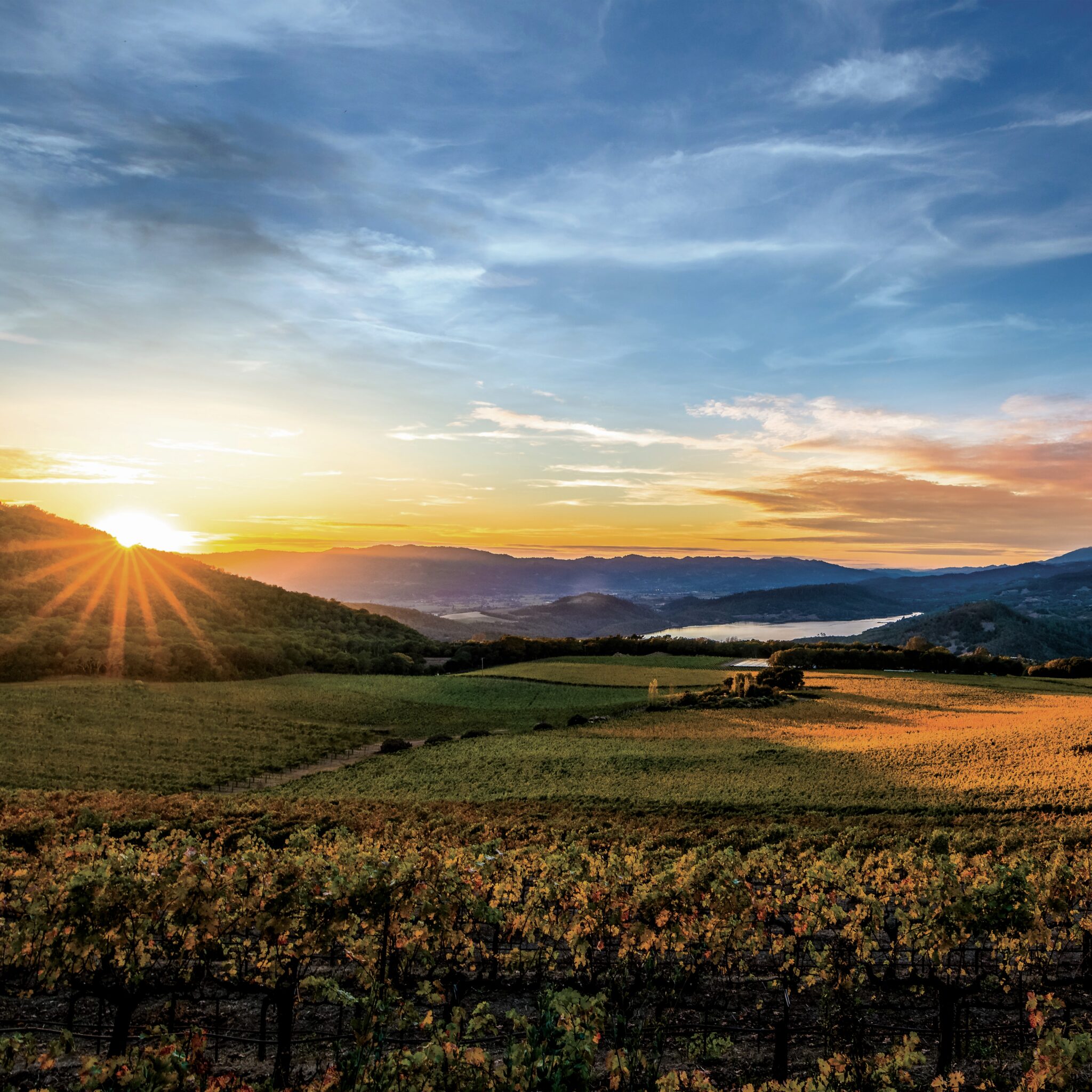 Exploring Napa Valley’s mountain terroir with Chappellet