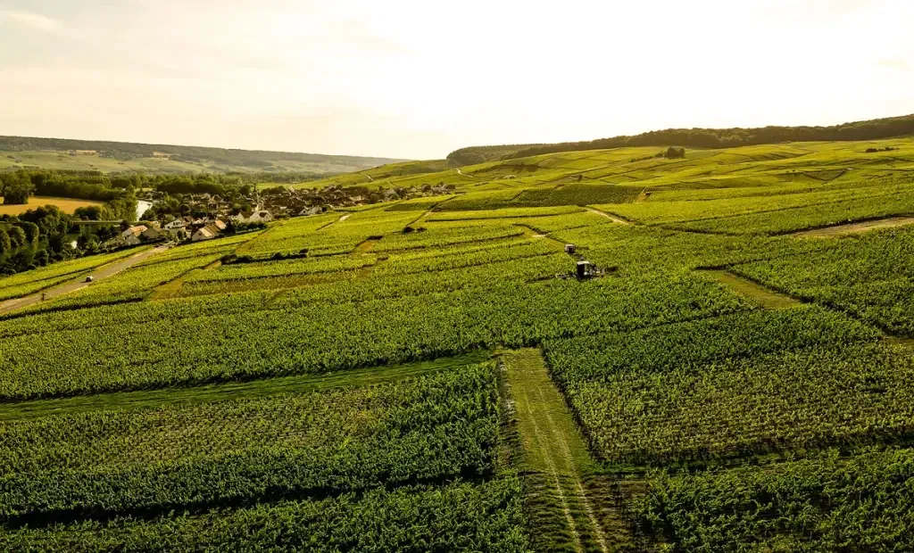 Champagne from Soil to Sip; Cumières Edition event