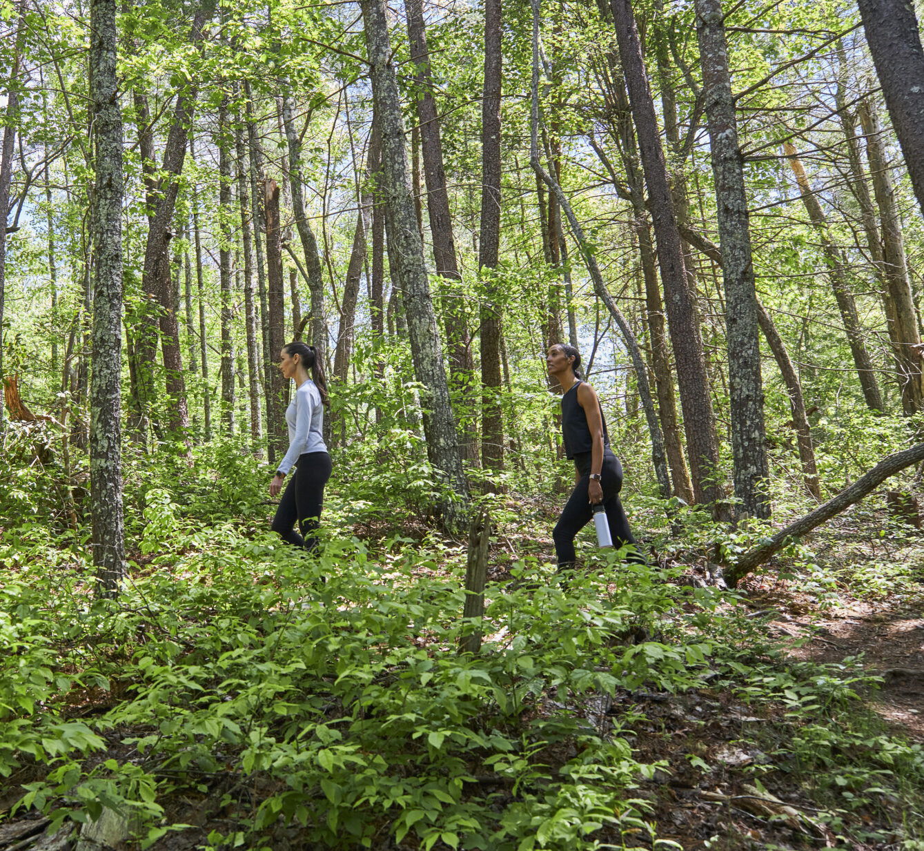 Deep Healing Woods