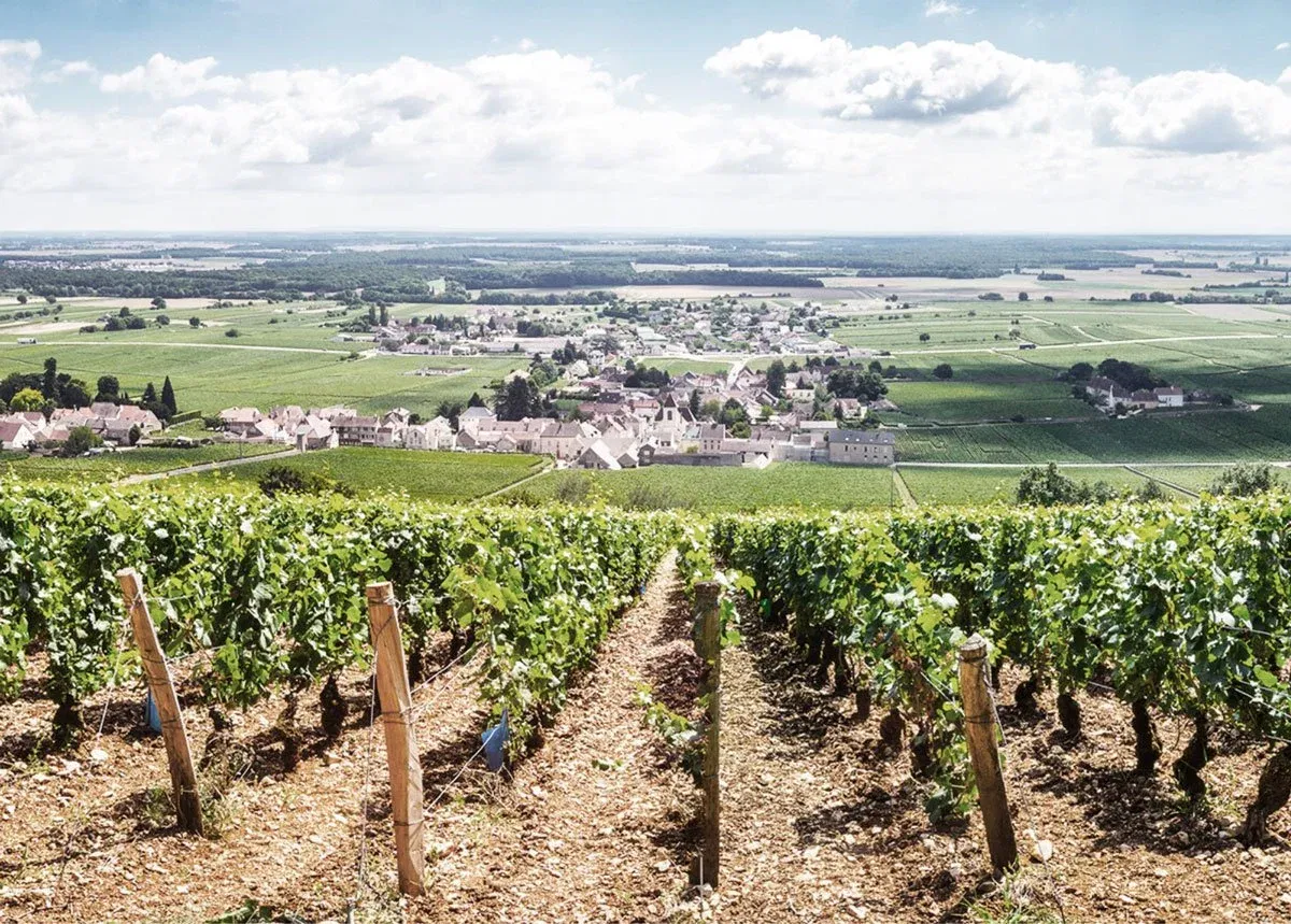 Terroirs of Chassagne-Montrachet Seminar
