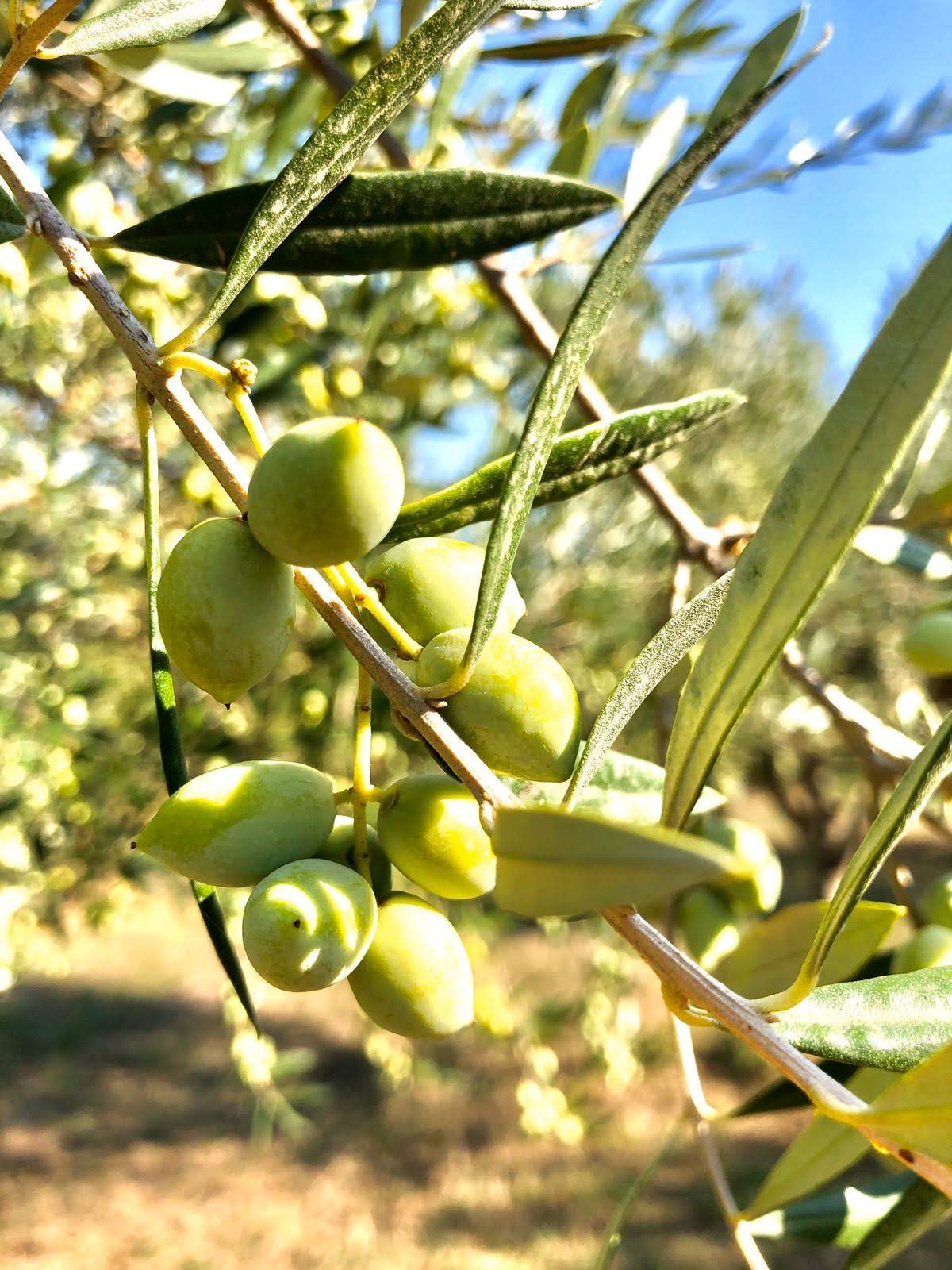 Chris et Olive - Yoann Conte, un lieu emblématique à Veyrier-du-lac, où se rencontrent l'élégance de notre hôtel 5 étoiles et la créativité d’une cuisine gastronomique 2 étoiles, au cœur d’un cadre naturel exceptionnel.
