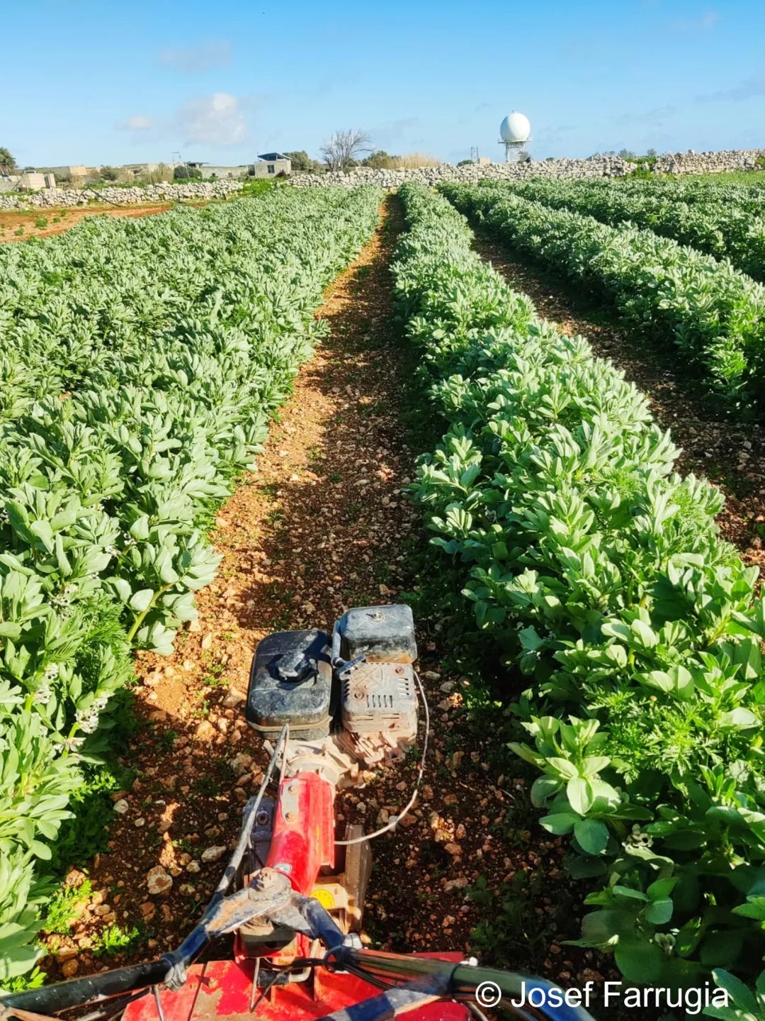 Josef Farrugia – A young farmer entering the organic sector in Malta | EU CAP Network