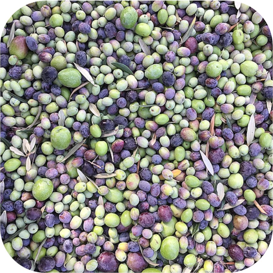 Olivaia oils producer, workshop, farm, or product