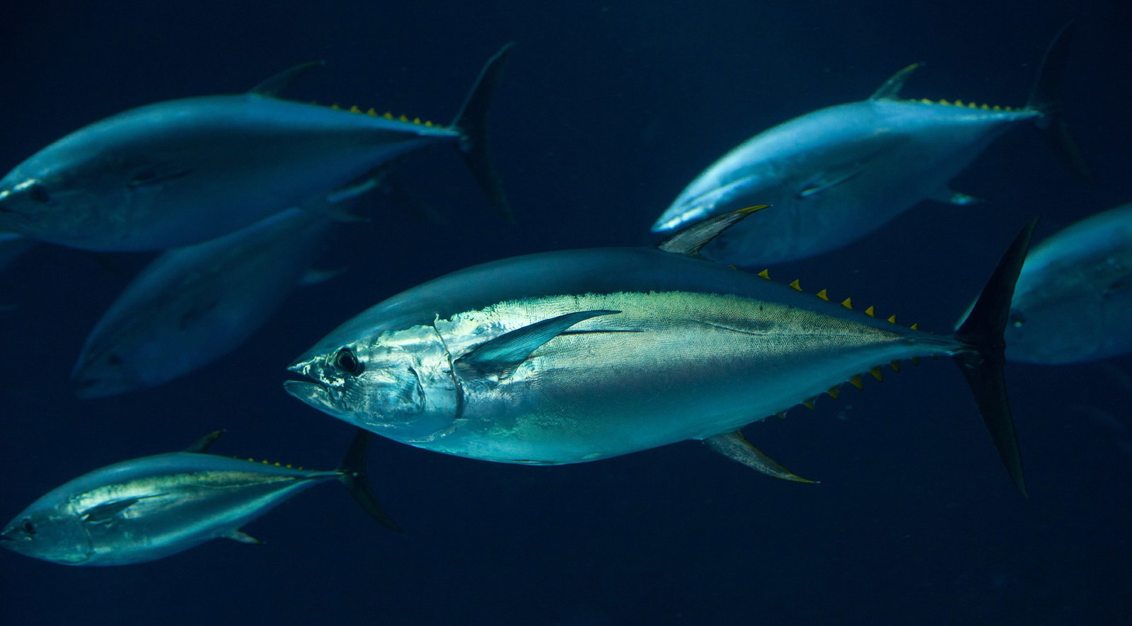 Walker Seafoods Australia producer profile