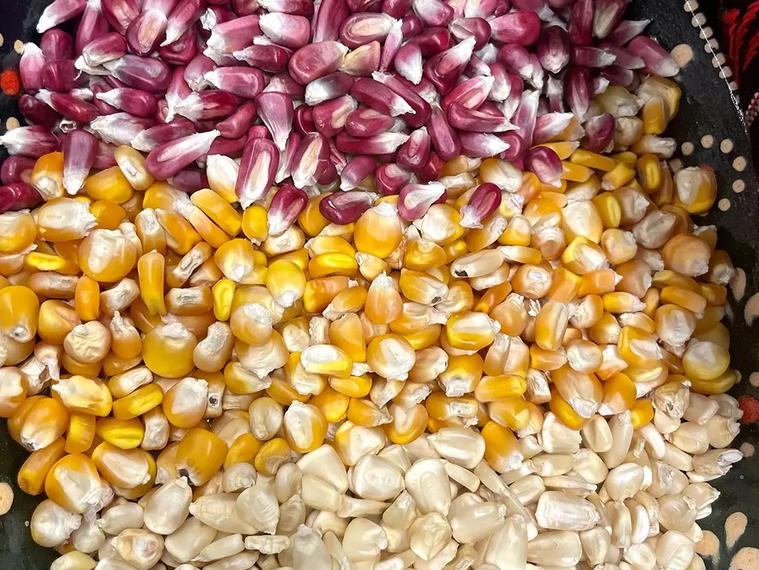 Maize, Denver, United States