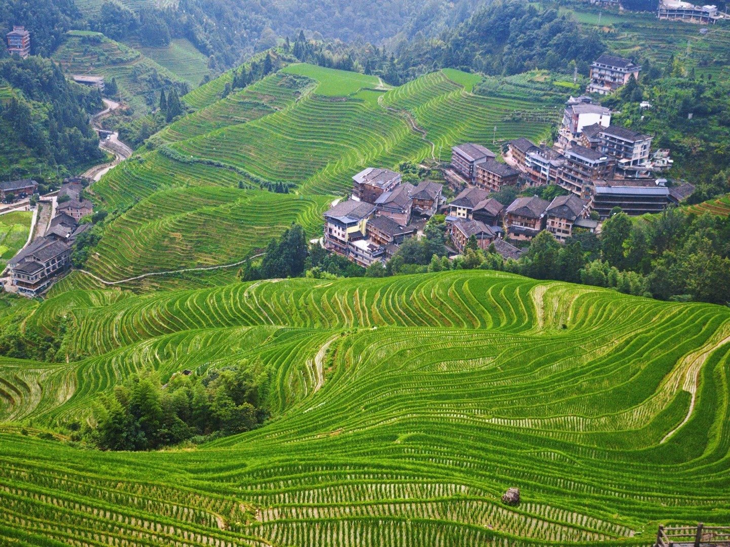 Longji Rice Farm