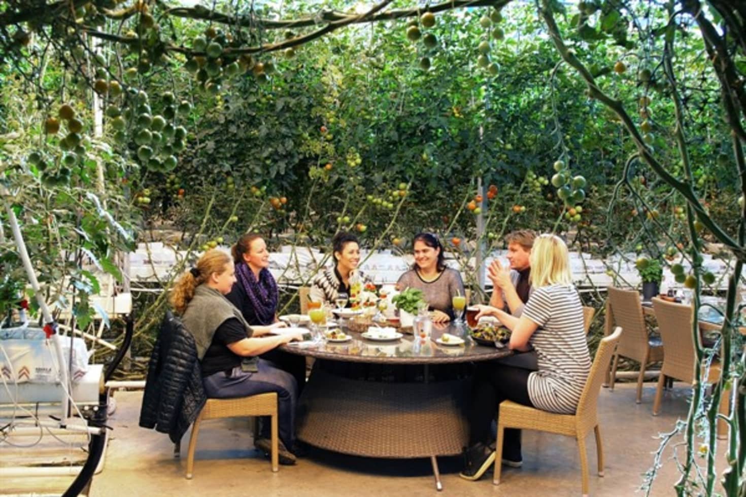 Friðheimar, Restaurant in Reykholt