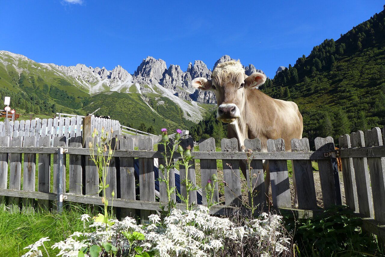 Kemater Alm, Restaurant in Grinzens