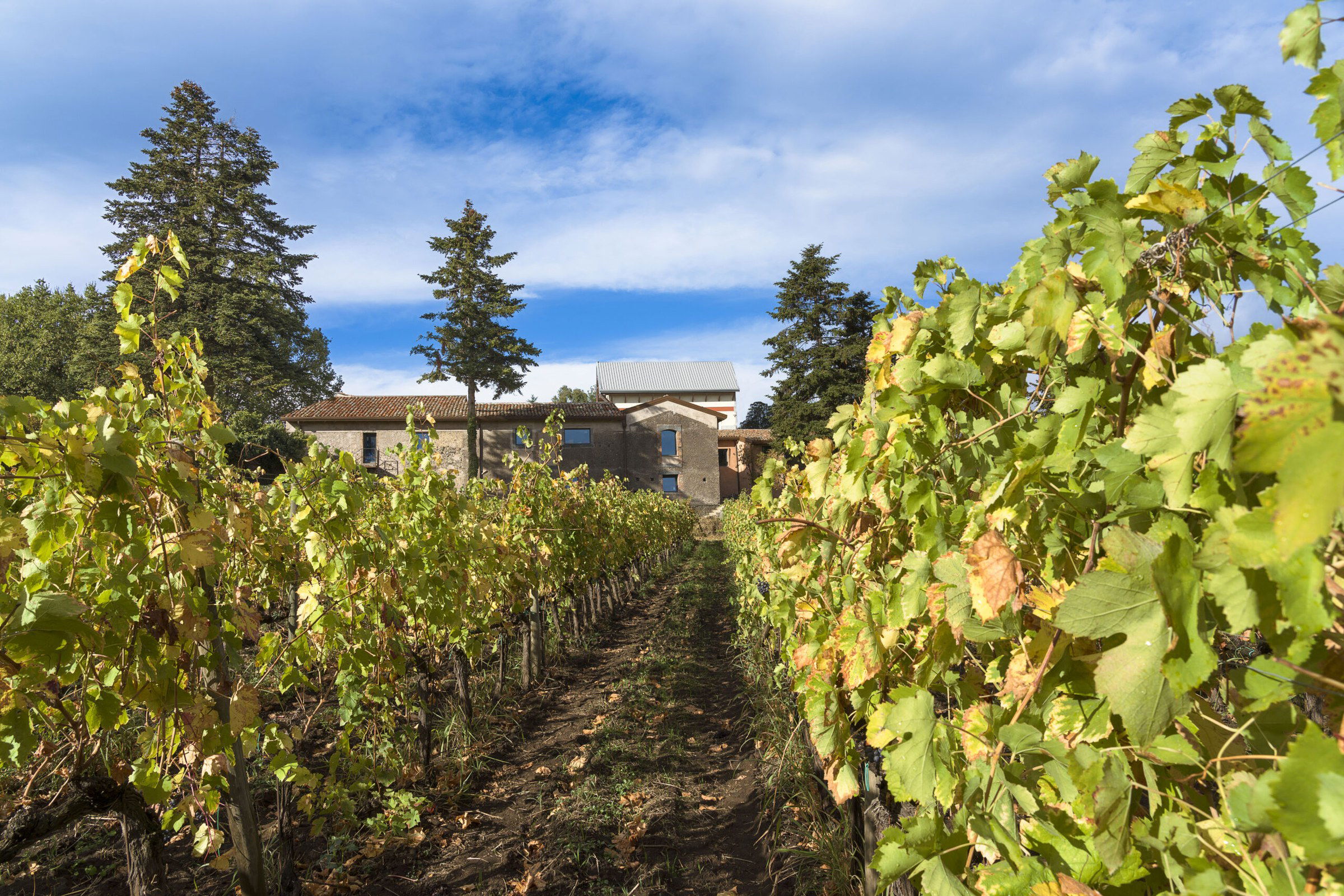 Cottanera, Winery in Castiglione di Sicilia