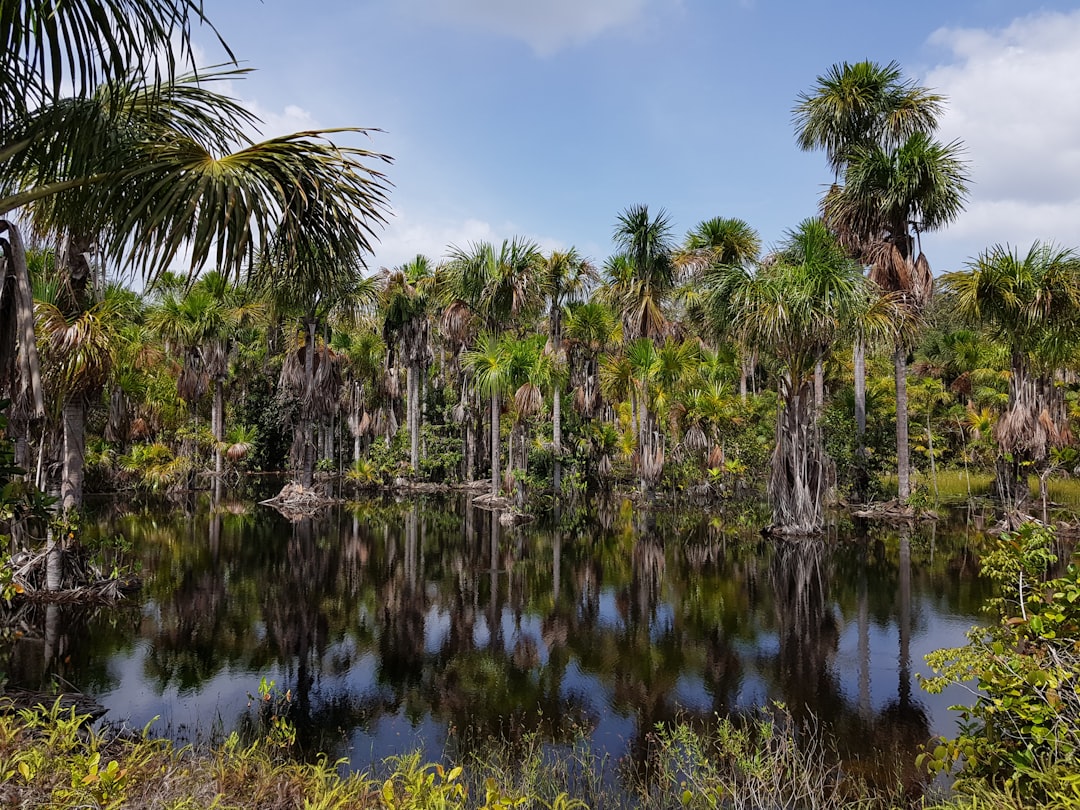Pineland, United States