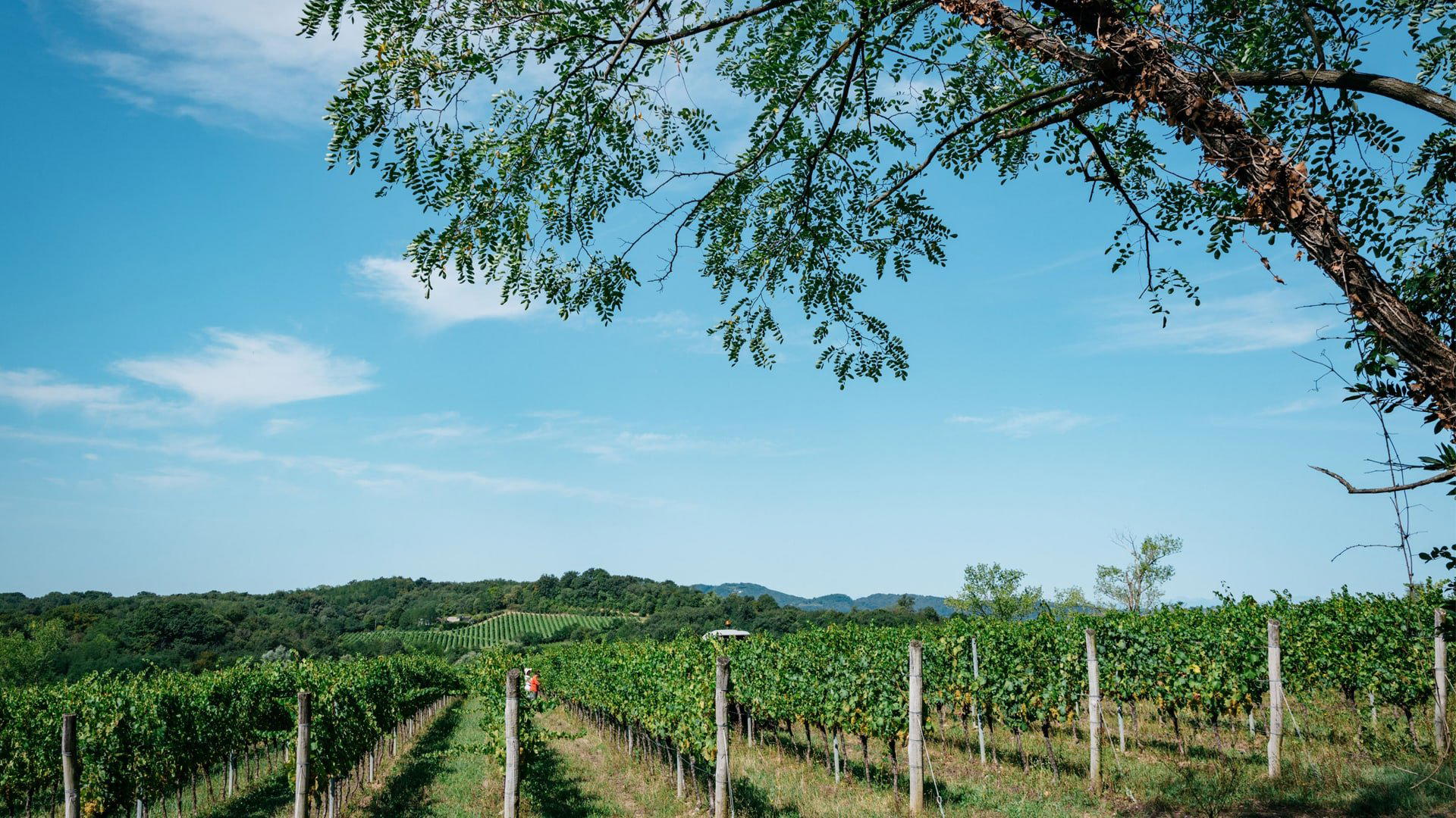 Ronco Blanchis winery in Mossa